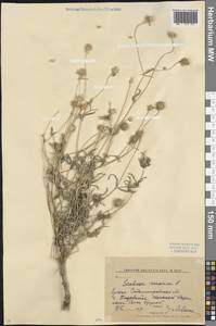 Lomelosia argentea (L.) Greuter & Burdet, Eastern Europe, Lower Volga region (E9) (Russia)
