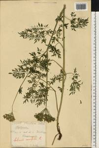 Selinum carvifolia (L.) L., Eastern Europe, Eastern region (E10) (Russia)