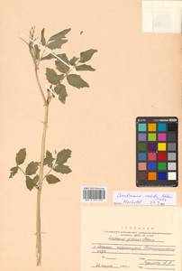 Cardamine yezoensis Maxim., Siberia, Russian Far East (S6) (Russia)