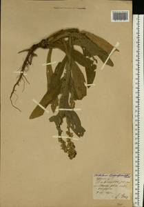 Verbascum densiflorum Bertol., Eastern Europe, Moscow region (E4a) (Russia)