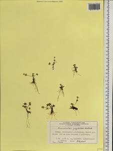 Ranunculus pygmaeus Wahlenb., Siberia, Central Siberia (S3) (Russia)