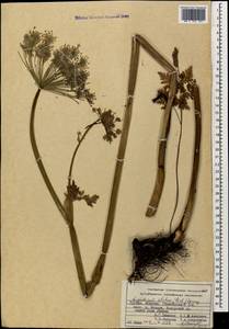 Selinum alatum (M. Bieb.) Poir., Caucasus, Abkhazia (K4a) (Abkhazia)