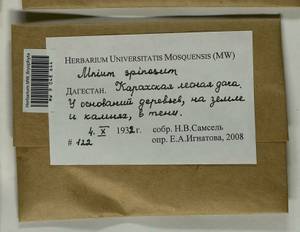 Mnium spinosum (Voit) Schwägr., Bryophytes, Bryophytes - North Caucasus & Ciscaucasia (B12) (Russia)