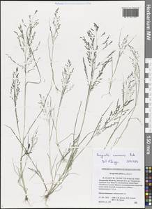 Eragrostis amurensis Prob., Siberia, Russian Far East (S6) (Russia)