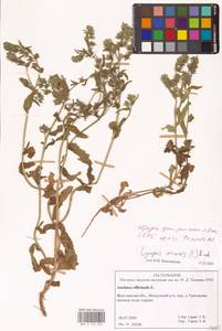 Lycopsis arvensis L., Eastern Europe, Central forest region (E5) (Russia)
