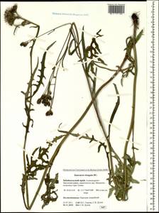 Saussurea elongata DC., Siberia, Baikal & Transbaikal region (S4) (Russia)