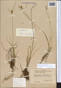Carex oederi var. bergrothii (Palmgr.) Hedrén & Lassen, Eastern Europe, Eastern region (E10) (Russia)