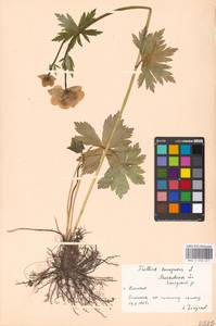 Trollius europaeus L., Eastern Europe, Moscow region (E4a) (Russia)