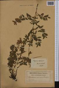 Hedysarum hedysaroides (L.)Schinz & Thell., Western Europe (EUR) (Poland)