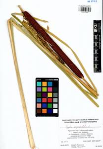 Typha angustifolia L., Siberia, Baikal & Transbaikal region (S4) (Russia)