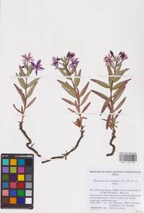 Chamaenerion latifolium (L.) Sweet, Eastern Europe, Northern region (E1) (Russia)