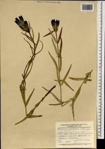 Gentiana triflora, Mongolia (MONG) (Mongolia)