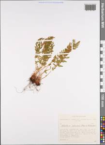 Woodsia calcarea (Fomin) Shmakov, Siberia, Altai & Sayany Mountains (S2) (Russia)