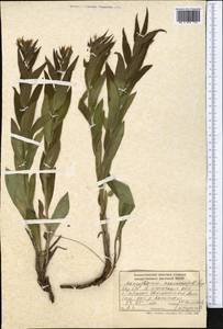 Arnebia ugamensis (Popov) Riedl, Middle Asia, Northern & Central Tian Shan (M4) (Kazakhstan)