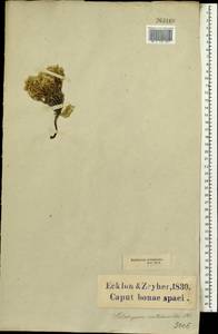 Helichrysum niveum (L.) Less., Africa (AFR) (South Africa)