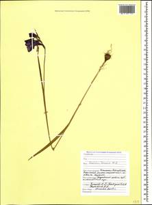 Gladiolus tenuis M.Bieb., Caucasus, North Ossetia, Ingushetia & Chechnya (K1c) (Russia)