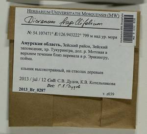 Dicranum fragilifolium Lindb., Bryophytes, Bryophytes - Russian Far East (excl. Chukotka & Kamchatka) (B20) (Russia)