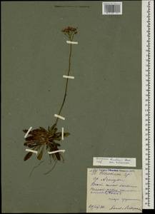 Pilosella leptophyton subsp. leptophyton, Caucasus, North Ossetia, Ingushetia & Chechnya (K1c) (Russia)