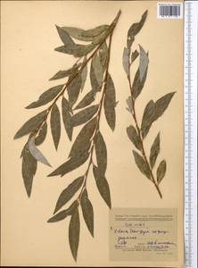Salix alba L., Middle Asia, Kopet Dag, Badkhyz, Small & Great Balkhan (M1) (Turkmenistan)