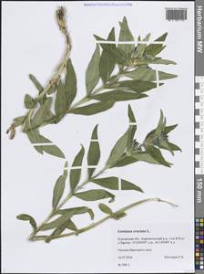 Gentiana cruciata L., Siberia, Western Siberia (S1) (Russia)