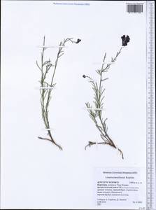 Linaria transiliensis Kuprian., Middle Asia, Northern & Central Tian Shan (M4) (Kyrgyzstan)