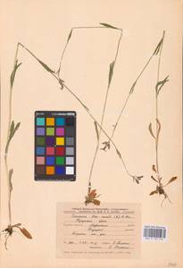 Silene flos-cuculi (L.) Greuter & Burdet, Eastern Europe, Central forest-and-steppe region (E6) (Russia)