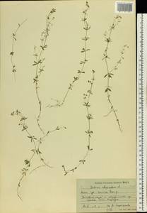 Galium uliginosum L., Eastern Europe, Moscow region (E4a) (Russia)
