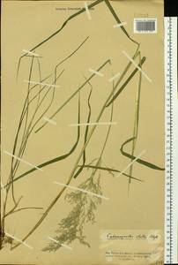 Calamagrostis purpurea (Trin.) Trin., Siberia, Western Siberia (S1) (Russia)