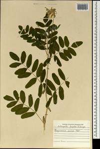 Astragalus frigidus (L.) A.Gray, Mongolia (MONG) (Mongolia)