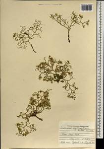 Limonium aureum (L.) Chaz., Mongolia (MONG) (Mongolia)