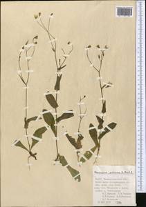 Crepis pulchra L., Middle Asia, Pamir & Pamiro-Alai (M2) (Uzbekistan)