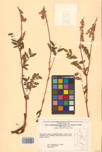 Hedysarum hedysaroides (L.) Schinz & Thell., Siberia, Chukotka & Kamchatka (S7) (Russia)
