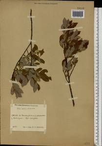 Salix aurita × livida, Eastern Europe, Central region (E4) (Russia)