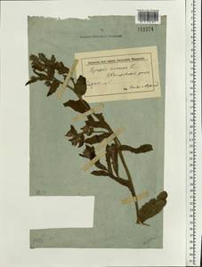 Lycopsis arvensis L., Eastern Europe, Middle Volga region (E8) (Russia)