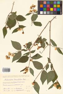 Philadelphus tenuifolius Rupr. & Maxim., Siberia, Russian Far East (S6) (Russia)