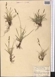 Carex turkestanica Regel, Middle Asia, Pamir & Pamiro-Alai (M2) (Kyrgyzstan)