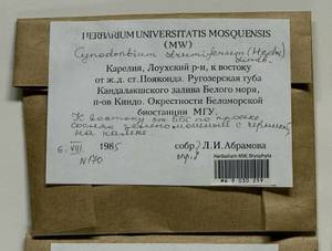 Cynodontium strumiferum (Hedw.) Lindb., Bryophytes, Bryophytes - Karelia, Leningrad & Murmansk Oblasts (B4) (Russia)