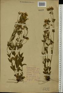 Centaurium erythraea, Eastern Europe, Belarus (E3a) (Belarus)