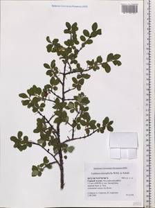 Lonicera microphylla Willd. ex Roem. & Schult., Siberia, Altai & Sayany Mountains (S2) (Russia)