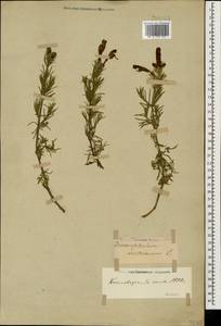 Dracocephalum austriacum L., Caucasus, Stavropol Krai, Karachay-Cherkessia & Kabardino-Balkaria (K1b) (Russia)