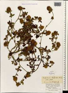 Trifolium diffusum Ehrh., Caucasus, Krasnodar Krai & Adygea (K1a) (Russia)