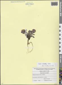 Senecio leucanthemifolius subsp. caucasicus (DC.) Greuter, Caucasus, Stavropol Krai, Karachay-Cherkessia & Kabardino-Balkaria (K1b) (Russia)