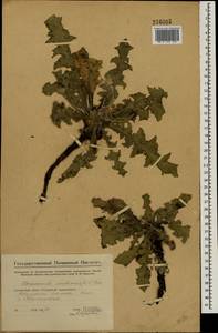 Taraxacum serotinum (Waldst. & Kit.) Poir., Eastern Europe, Eastern region (E10) (Russia)