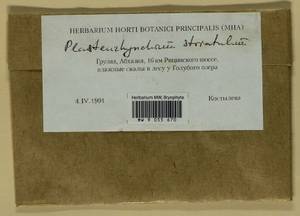 Plasteurhynchium striatulum (Spruce) M. Fleisch., Bryophytes, Bryophytes - Transcaucasia (B13) (Abkhazia)