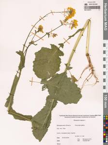 Brassica napus L., Siberia, Chukotka & Kamchatka (S7) (Russia)