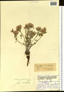 Saussurea salicifolia (L.) DC., Siberia, Altai & Sayany Mountains (S2) (Russia)