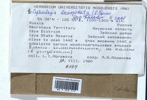 Cephalozia bicuspidata (L.) Dumort., Bryophytes, Bryophytes - Russian Far East (excl. Chukotka & Kamchatka) (B20) (Russia)
