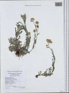 Helichrysum luteoalbum (L.) Rchb., Western Europe (EUR) (Netherlands)