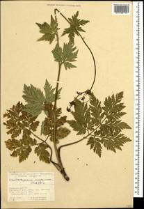 Eleutherospermum cicutarium (M. Bieb.) Boiss., Caucasus, North Ossetia, Ingushetia & Chechnya (K1c) (Russia)