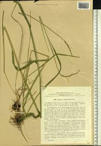 Elymus gmelinii (Trin.) Tzvelev, Siberia, Baikal & Transbaikal region (S4) (Russia)